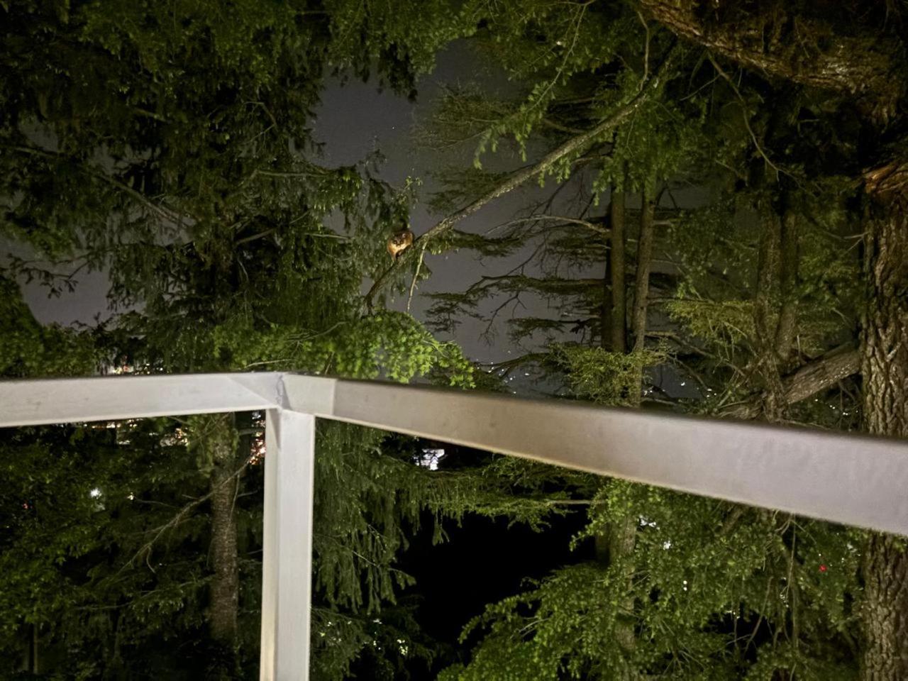 Hotel Jakhu Heights Σίμλα Εξωτερικό φωτογραφία